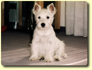 Westie Welpe