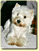 Westie Hündin Shiraz