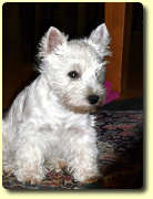 Westie Hündin Mara