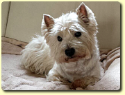 Westie Rüde Henry