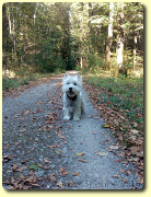 Westie Hündin Mara