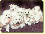 7 Westie Welpen