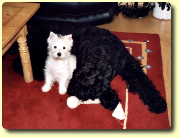 Schwarzer Terrier mit Westie Welpe