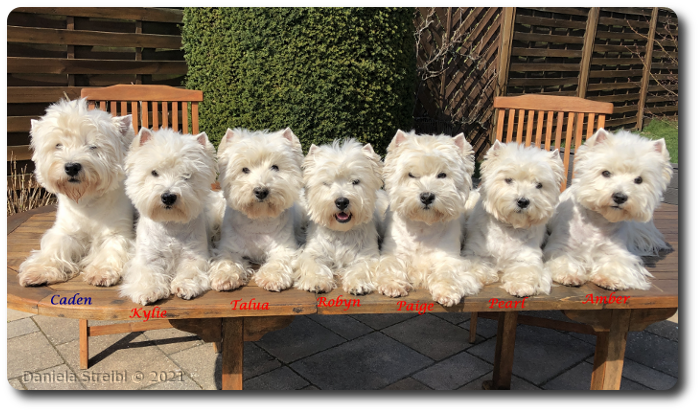 Sieben Westies