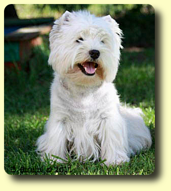 Westie Rüde